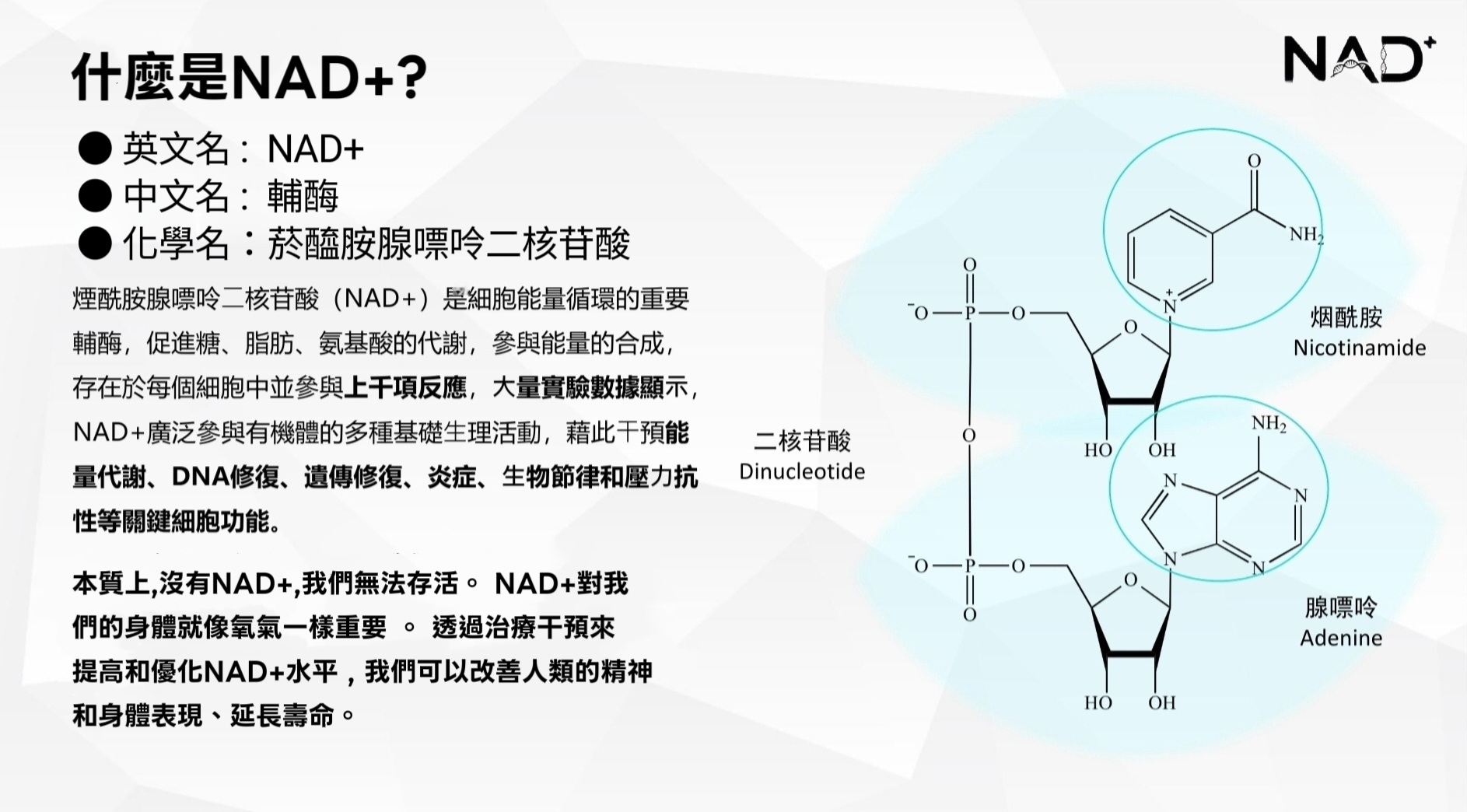 NAD⁺ 概念